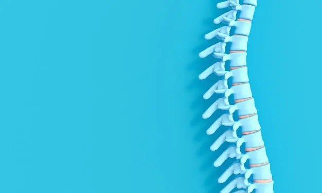 3d Render Image Spine Blue Background 103577 4729